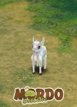 Little White Deer